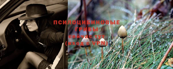 индика Зерноград