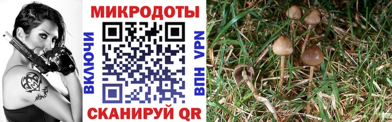 Галлюциногенные грибы Psilocybine cubensis  Купить где  Гудермес 